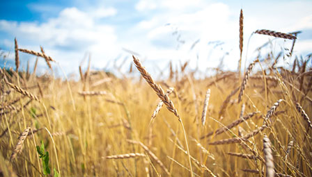 糧(liang)谷領域(yu)